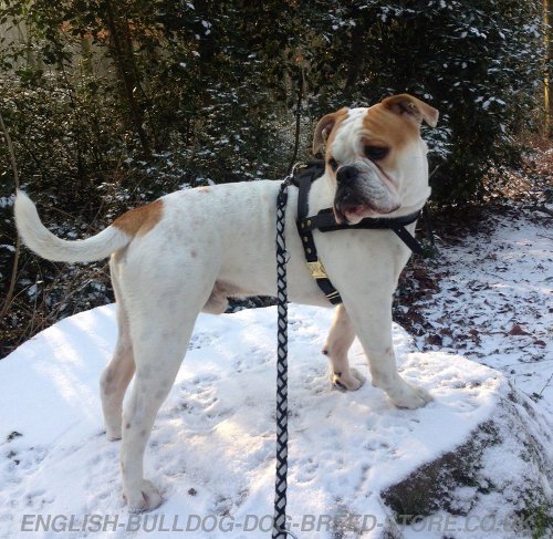 American Bulldog Pulling Harness