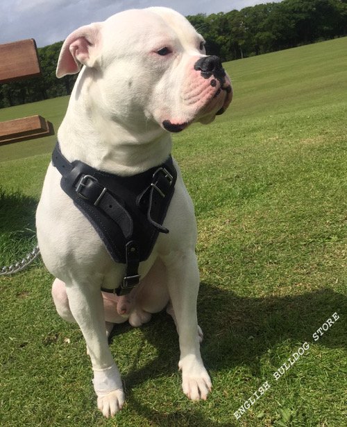 American Bulldog Training Harness UK Top-Class