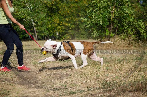 American Bulldog Training Supplies