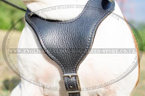 American Bulldog Walking Harness