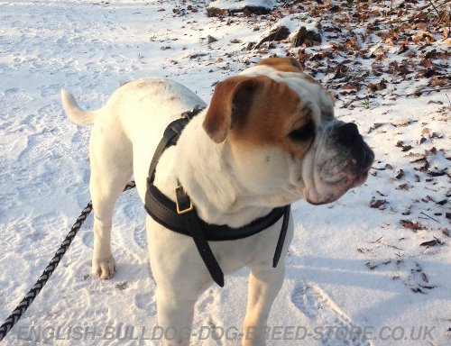 American Bulldog Harness for Pulling