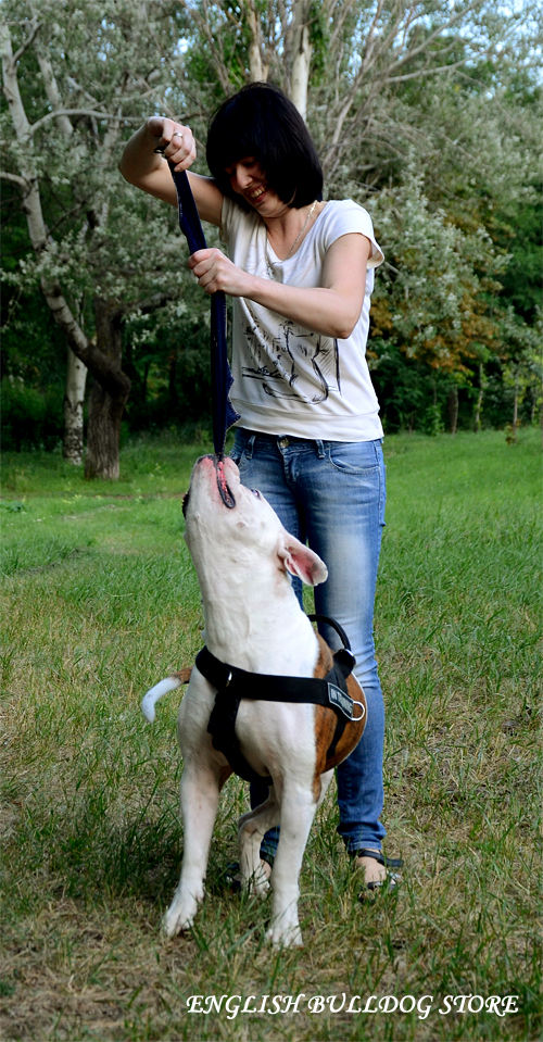 American Bulldog Harness