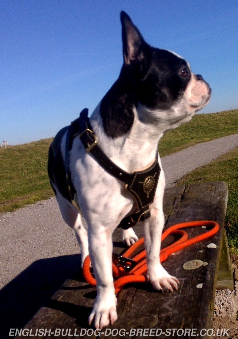 Best Boston Terrier Harness Royal Design ⚜ £56.50