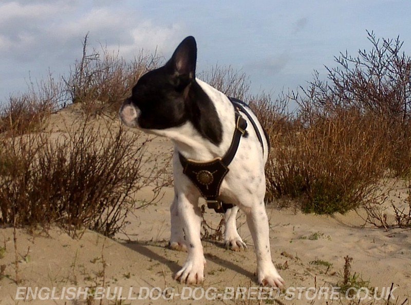 Best Boston Terrier Harness Royal Design ⚜ £56.50