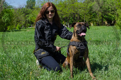 Best Dog Harness for Boxer