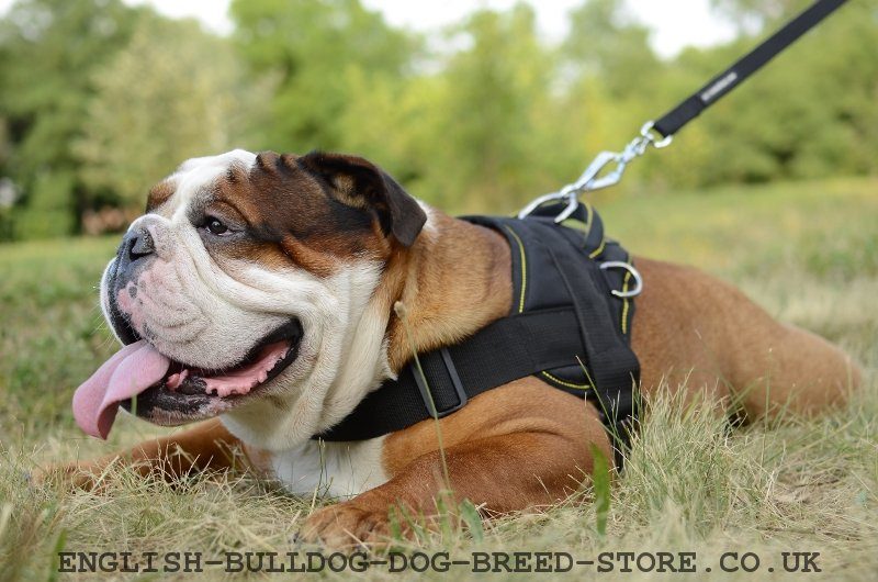 Nylon Dog Harness for English Bulldog Best Harness £35.00