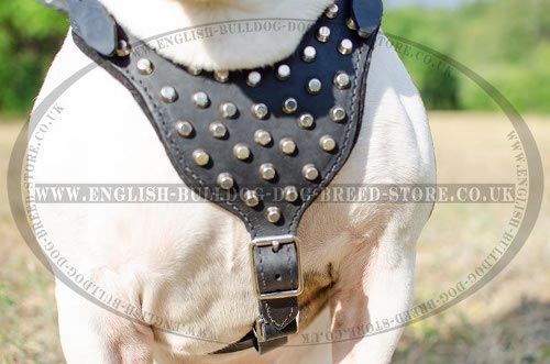 English Bulldog Best Harness