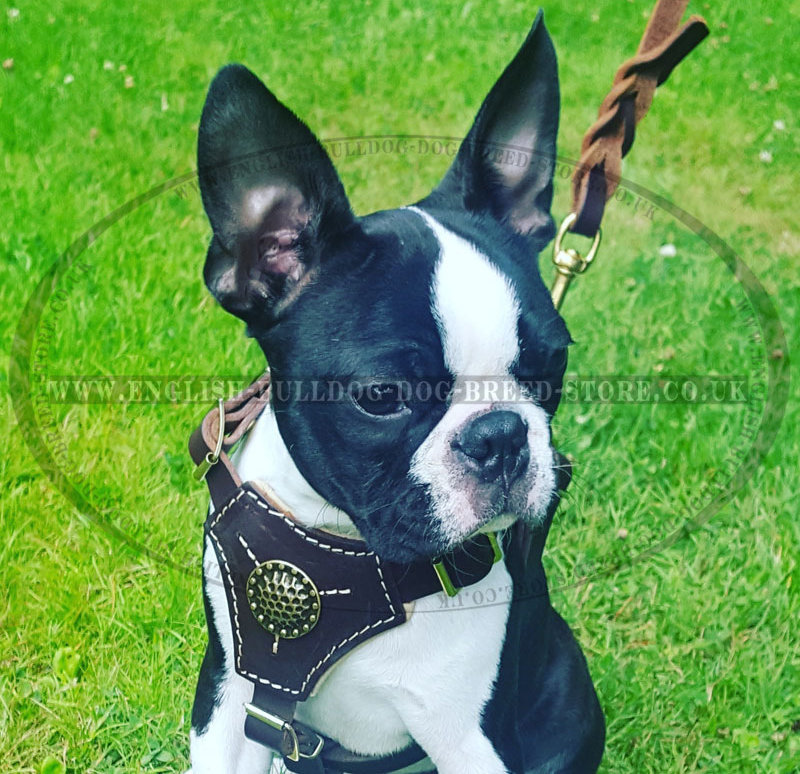 Best Boston Terrier Harness Royal Design ⚜ £56.50