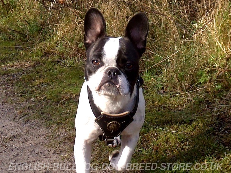 Best Boston Terrier Harness Royal Design ⚜ £56.50