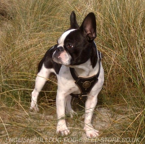 Boston Terrier Leather Harness