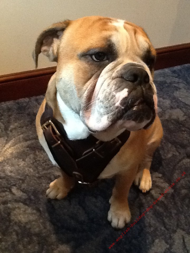 Safety Dog Harness for English Bulldog