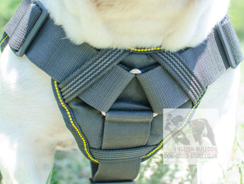 English Bulldog Harness