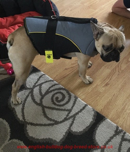 Vest Dog Harness