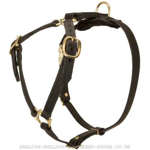 English Bulldog Harness UK