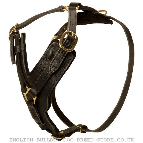 Padded Dog Harness UK for Bullmastiff