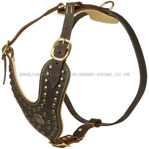 Studded Dog Harness UK for Bullmastiff