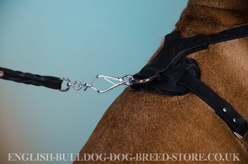 Bullmastiff Leather Harness UK