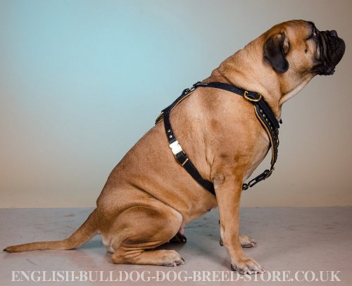 Bullmastiff Leather Harness UK