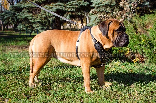 Bullmastiff Harness for Sale UK