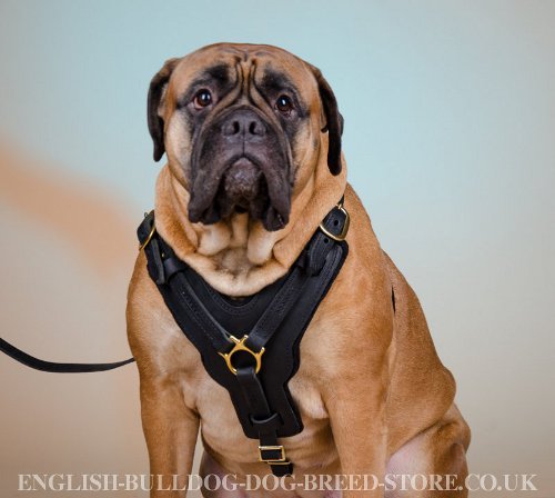 Bullmastiff Harness for Sale UK