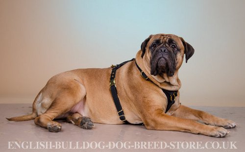 Bullmastiff Harness for Sale UK