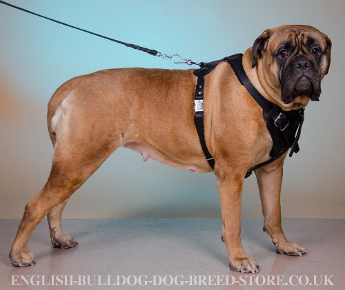 Bullmastiff Training