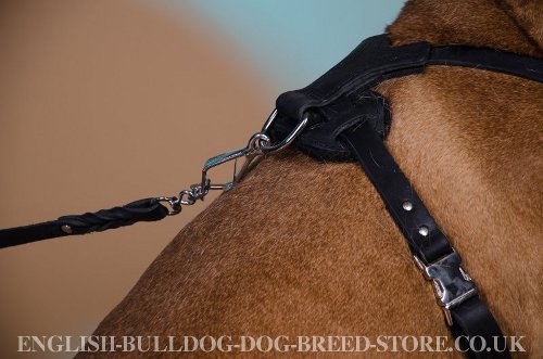 Bullmastiff Leather Harness UK Spiked