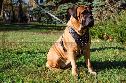 Bullmastiff Harness UK