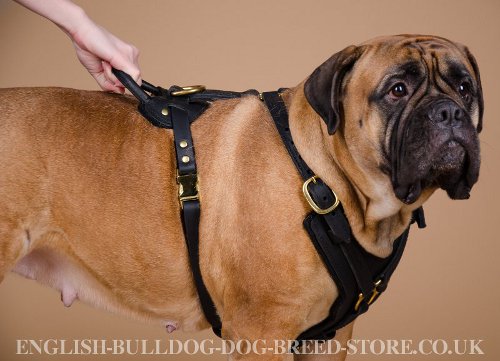 Dog Harness for Bullmastiff UK