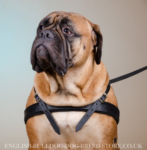 Bullmastiff Weight Pulling Harness UK