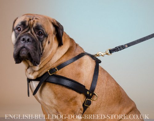 Weight Pulling Harness for Bullmastiff UK