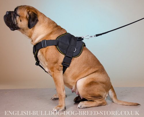 Bullmastiff Working Dog Harness UK