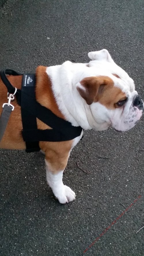 Bully Harness UK