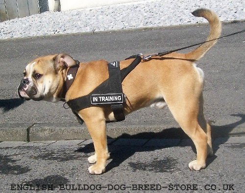 Continental Bulldog Harnesses UK