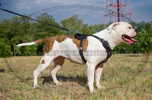Custom American Bulldog Harness