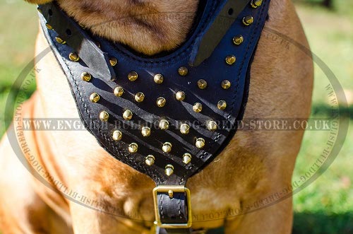 Dog Harness Bullmastiff UK