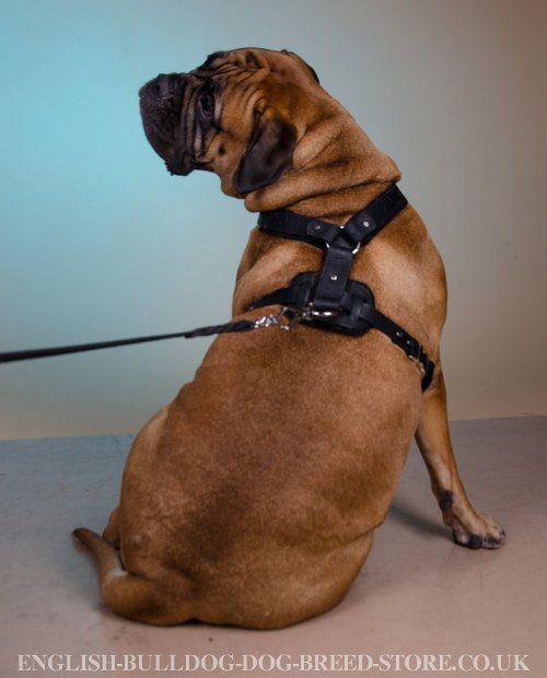 Dog Harness Bullmastiff UK