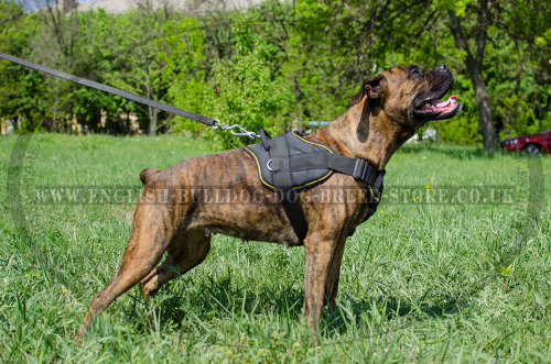 Dog Harness for Boxers