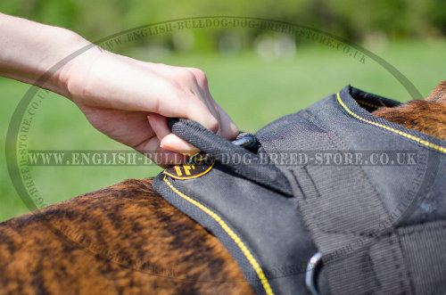 Dog Harness for Boxers UK