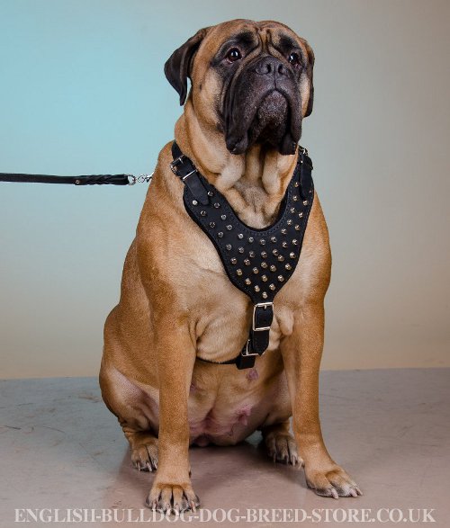 Dog Harness for Bullmastiff UK