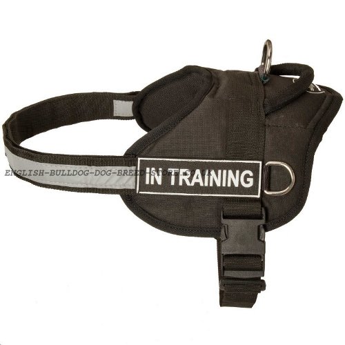 Best Harness for Dogs UK