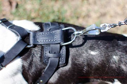 Studded Dog Harness