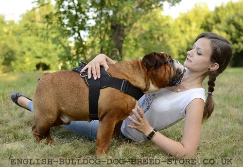 English Bulldog Best Harness