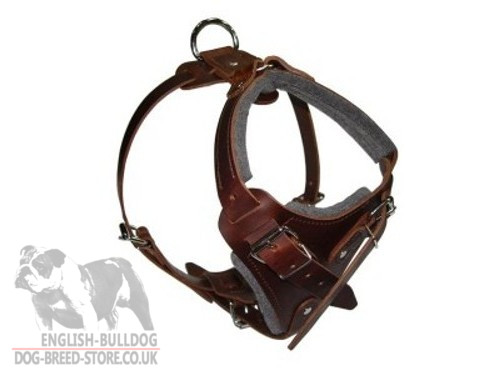 Padded Dog Harness UK