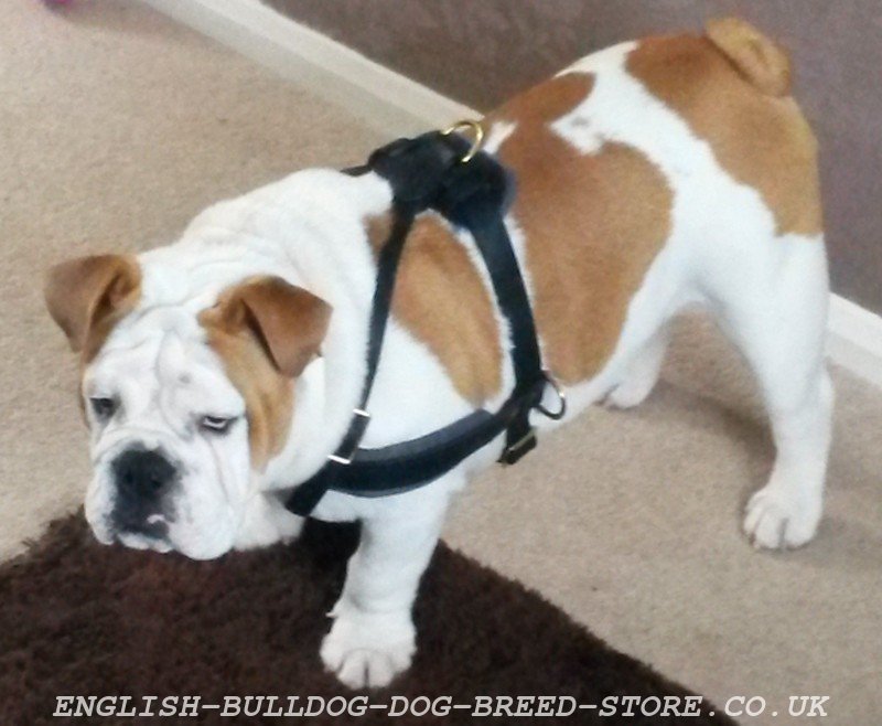 Leather Dog Harness for English Bulldog, Best for Pulling ...