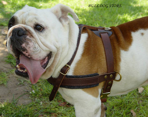 British Bulldog Harness