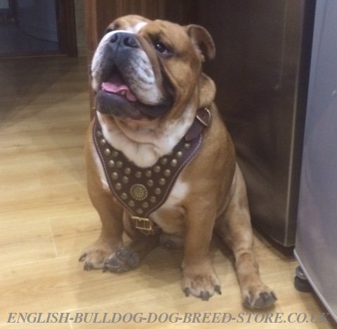 English Bulldog Harness