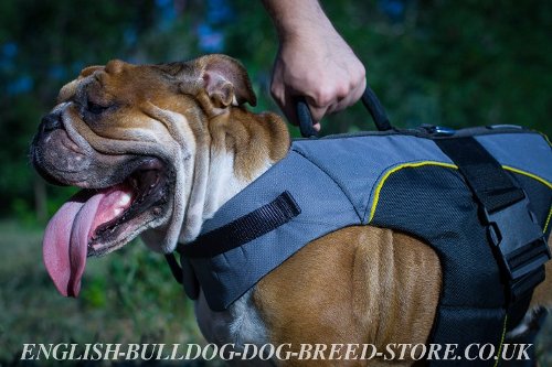 English Bulldog Harness for Sale