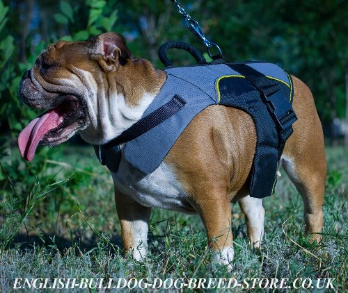 English Bulldog Harness for Sale