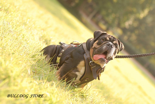 Harness for Bulldog